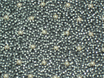Click here for an enlarged view of the embroidered fabrics